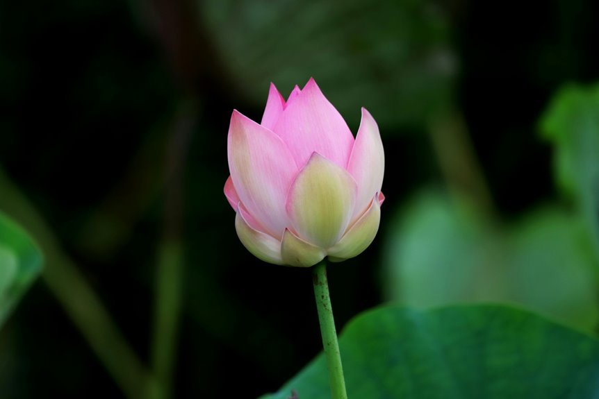 nippon india growth fund